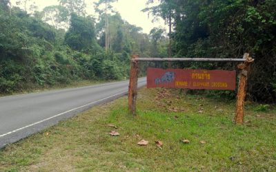 Park Narodowy Khao Yai w Tajlandii – czy warto?