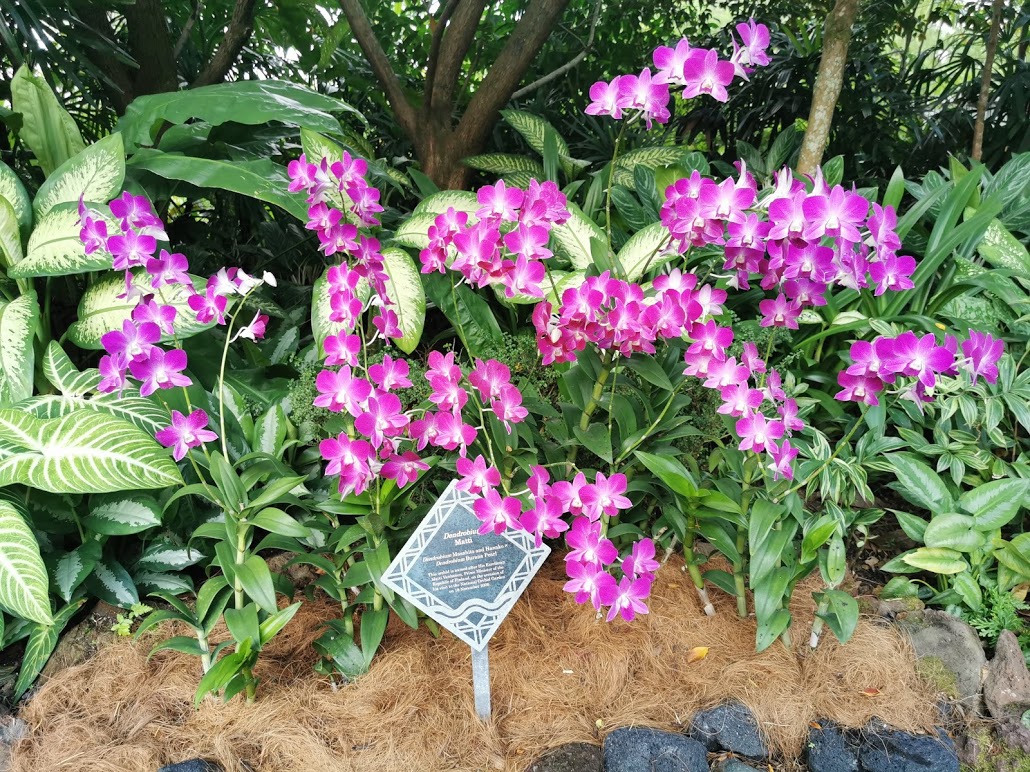 Ogród Orchidei Singapur
