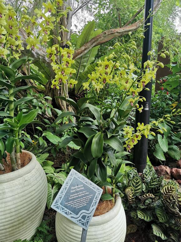 ogród orchidei w singapurze