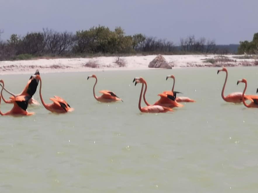flamingi w Rio Lagartos